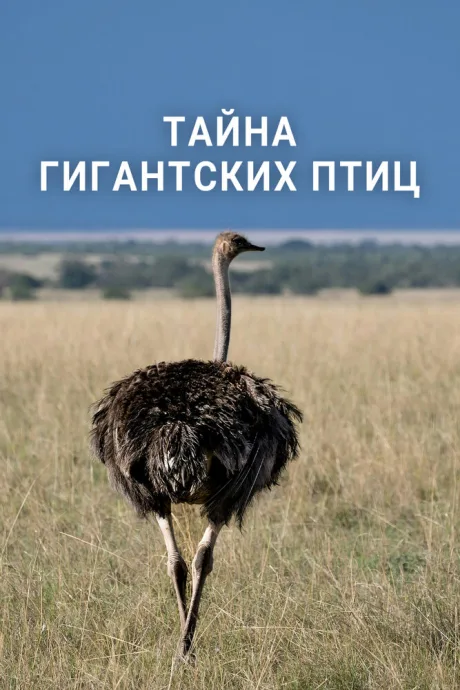 Тайна гигантских птиц